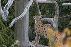 standing Eurasian Lynx