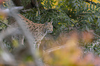 standing Eurasian Lynx