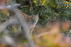 standing Eurasian Lynx