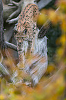 walking Eurasian Lynx