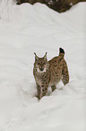 Lynx in the snow