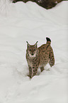 Lynx in the snow