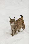 Lynx in the snow