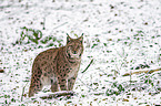 standing Eurasian Lynx