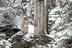 sitting Eurasian Lynx