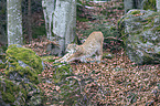 standing Eurasian Lynx
