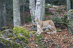 standing Eurasian Lynx