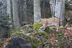 walking Eurasian Lynx