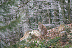 sitting Eurasian Lynx