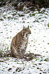 sitting Eurasian Lynx