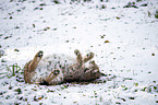 lying Eurasian Lynx