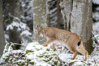 walking Eurasian Lynx