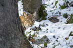 Eurasian Lynx portrait