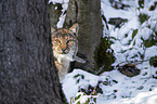 Eurasian Lynx portrait
