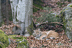 lying Eurasian Lynx