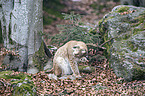 sitting Eurasian Lynx