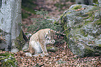 sitting Eurasian Lynx