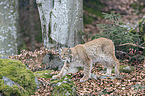 walking Eurasian Lynx
