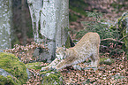 standing Eurasian Lynx