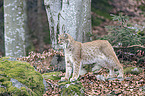 standing Eurasian Lynx