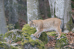 walking Eurasian Lynx