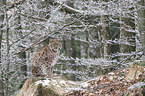 sitting Eurasian Lynx