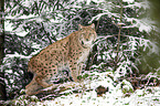 standing Eurasian Lynx