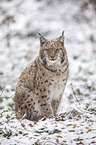 sitting Eurasian Lynx