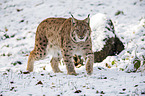 walking Eurasian Lynx
