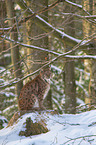 sitting Lynx