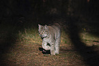 walking Lnyx