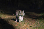 walking Lnyx