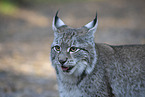 Lynx Portrait