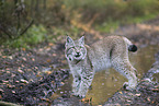 standing Lynx