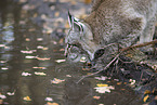 Eurasian Lynx