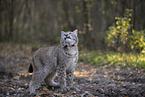 standing Lynx