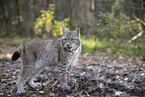 standing Lynx