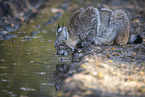 Lynx drinking from water puddle