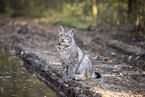 sitting Lynx