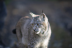 Eurasian Lynx