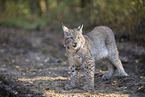 standing Lynx