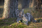 lying Lynx