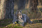 lying Lynx