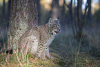 sitting Lynx