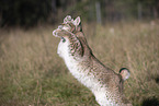 jumping Lynx