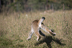 jumping Lynx