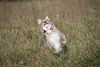 Eurasian Lynx