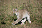 walking Lynx