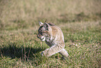 Eurasian Lynx