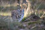 Eurasian Lynx